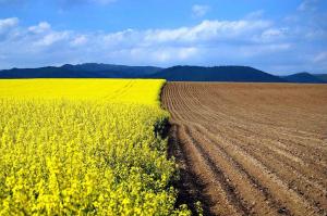 Передача Держгеокадастру до Мінагропроду перезапустить земельні відносини