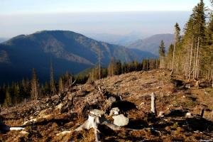 На Закарпатті масштабно вирубують ліси