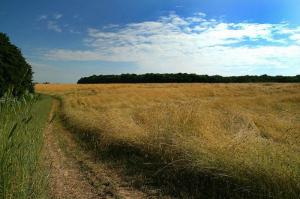 Держгеокадастр виставив на продаж 608 га заповідної степової зони