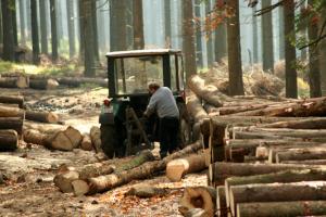 Державні лісгоспи хочуть ліквідувати