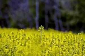 Аграрії знову перекриють дороги через експортне ПДВ на сою і рапс