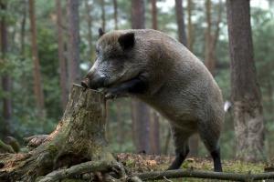 В Угорщині зафіксовано перший в історії країни спалах АЧС