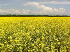 Волинь зібрала рекордний урожай озимого ріпаку