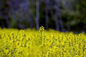 Через повернення відшкодування ПДВ за експорт олійних ціна на сою може впасти