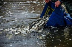 Київське водосховище зарибили вперше за 7 років, – Мінагрополітики 