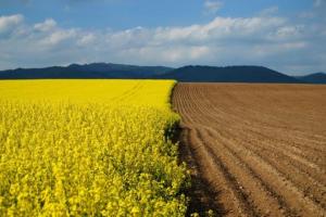 В Держгеокадастрі розповіли, коли знімуть мораторій на продаж землі