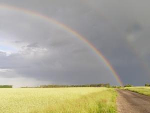 Аграріїв розповіли про втрати внаслідок тривалих опадів – опитування 