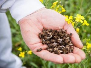 Депутат ініціює штрафи розміром 2 млн грн за отруєння бджіл