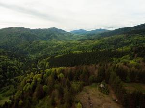 Відкрито дані про е-аукціони та ціни на деревину, – Держлісагентство