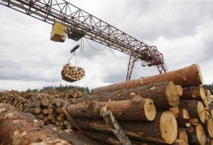 Видано майже 40 тис. дозвільних квитків на заготівлю деревини, – Держлісагентство 