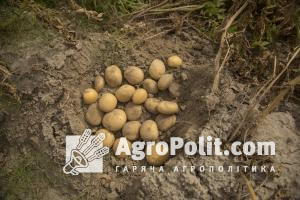 У Мінекономіки назвали 4 напрямки держпідтримки галузі картоплярства