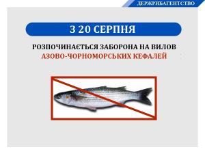 В Україні до 10 вересня діє заборона на вилов азово-чорноморських кефалей