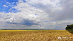 У Мін'юсті розповіли, чи потрібно проводити експертну грошову оцінку землі при відчуженні юридичною особою.