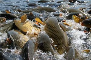 В Україні запустили проєкт використання водних біоресурсів шляхом електронних торгів