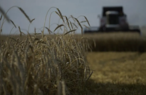 Продаж зерна за наднизькими цінами нічого не змінить, якщо не буде введено державні обмеження