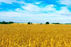 Ціни на землю можуть залежати від різних чинників