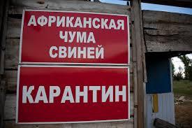 У Хмельницькій області зафіксовано спалах АЧС — Держпродспоживслужба