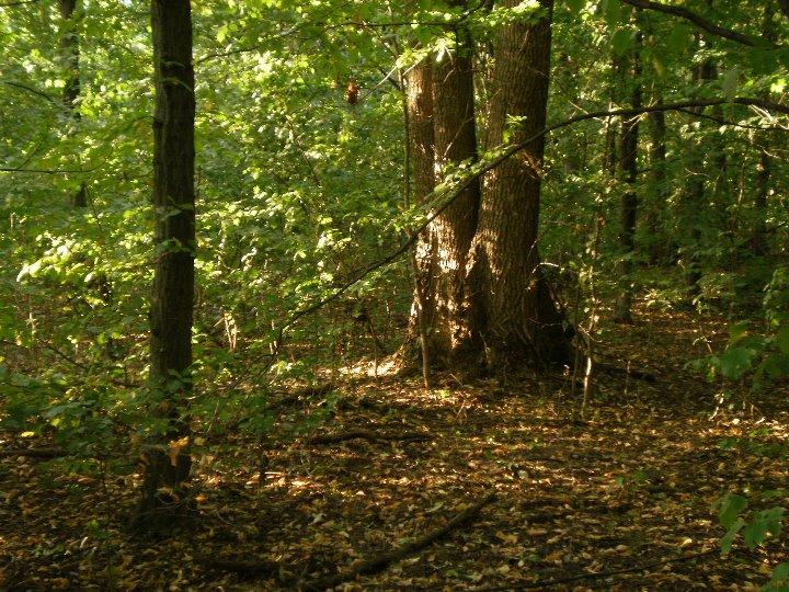 Лісосмуги у південних областях масово вирубуються — Кутовий