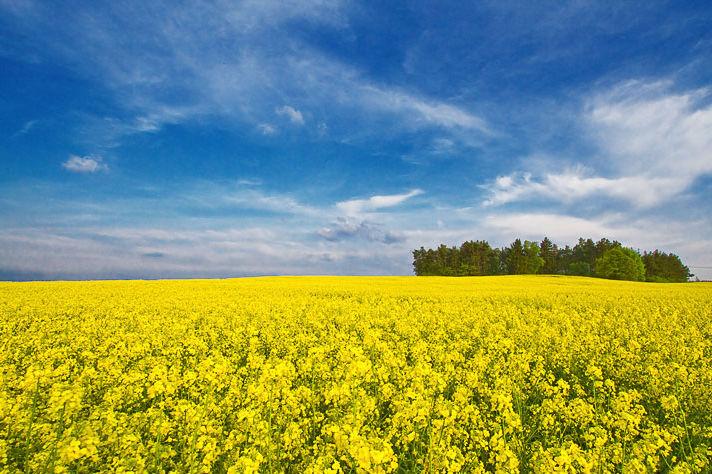 Вартість землі на Львівщині під час аукціону зросла у 14 разів — прес-служба 