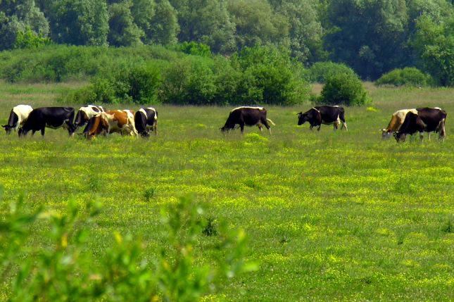 Мінагрополітики розробляє план з розвитку сільських територій 