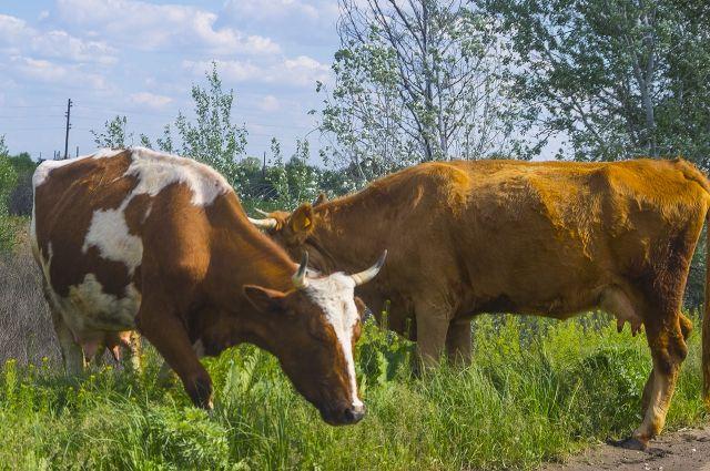 Нодулярний дерматит за 200 км від кордонів України