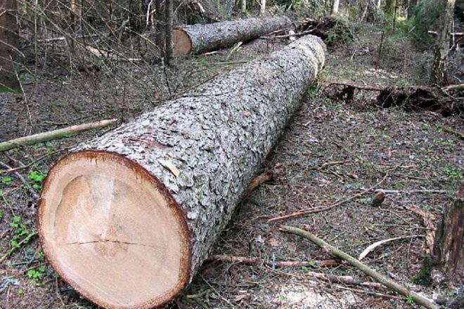 Для вирубки лісів затвердять нові правила 