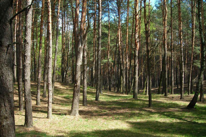 Самбірський лісгосп поділить свою землю