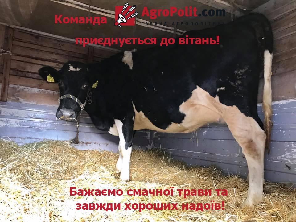 Ляшку на день народження подарували корову 