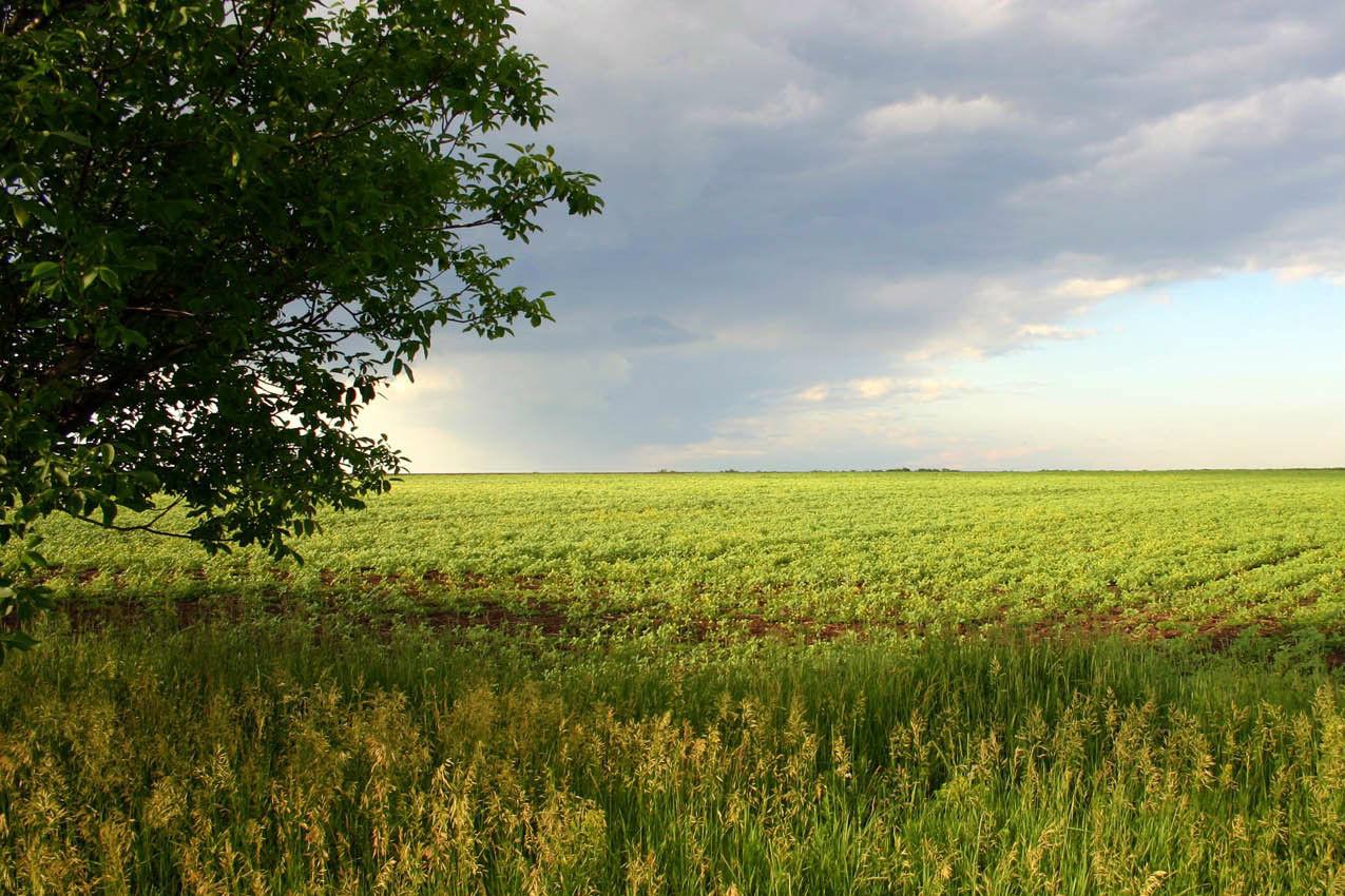 Аграрії повинні мати право купувати землю 