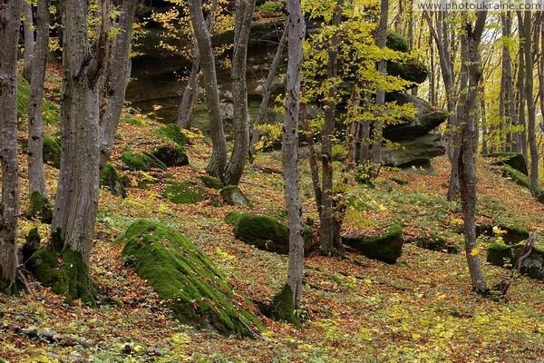 Держлісагентство шукає методи боротьби з корупцією