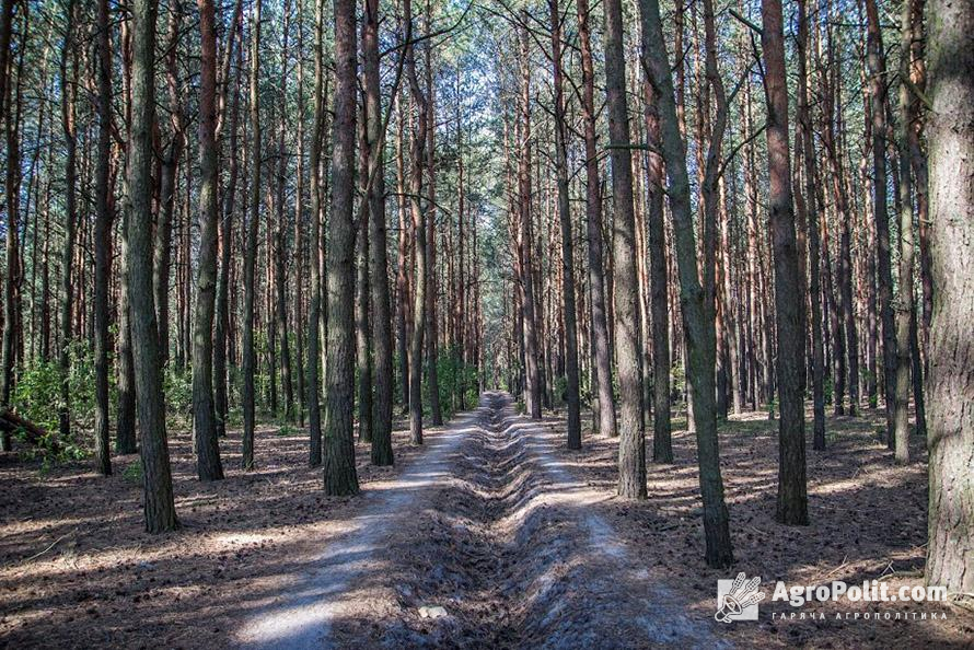 Державі передадуть у власність ліси без відповідних на те документів