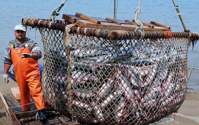 Програми з наукових ловів у Чорному морі планують удосконалити