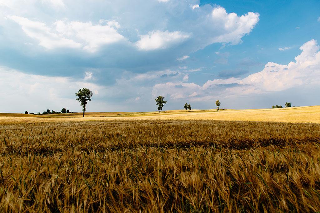  Робоча група при Кабміні обговорює продаж держземель як перший етап запуску ринку