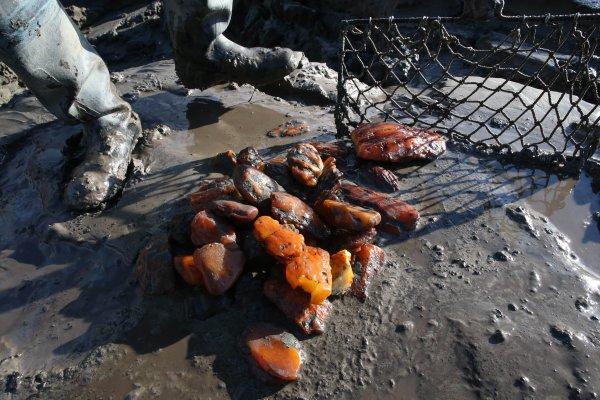 Особам, причетним до так званої «бурштинової мафії», повідомлено про підозру