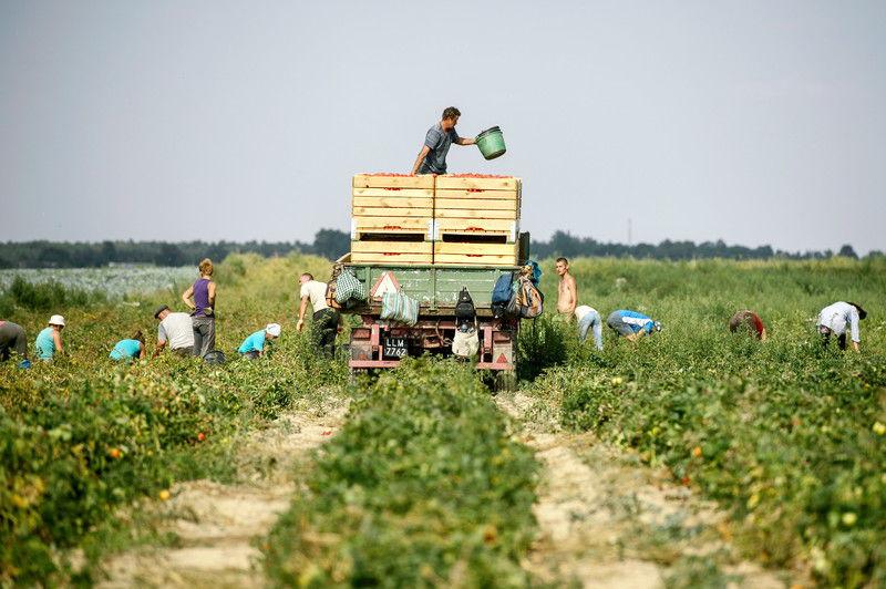 Аграрії просять про перемир’я з "ДНР" під час збору урожаю