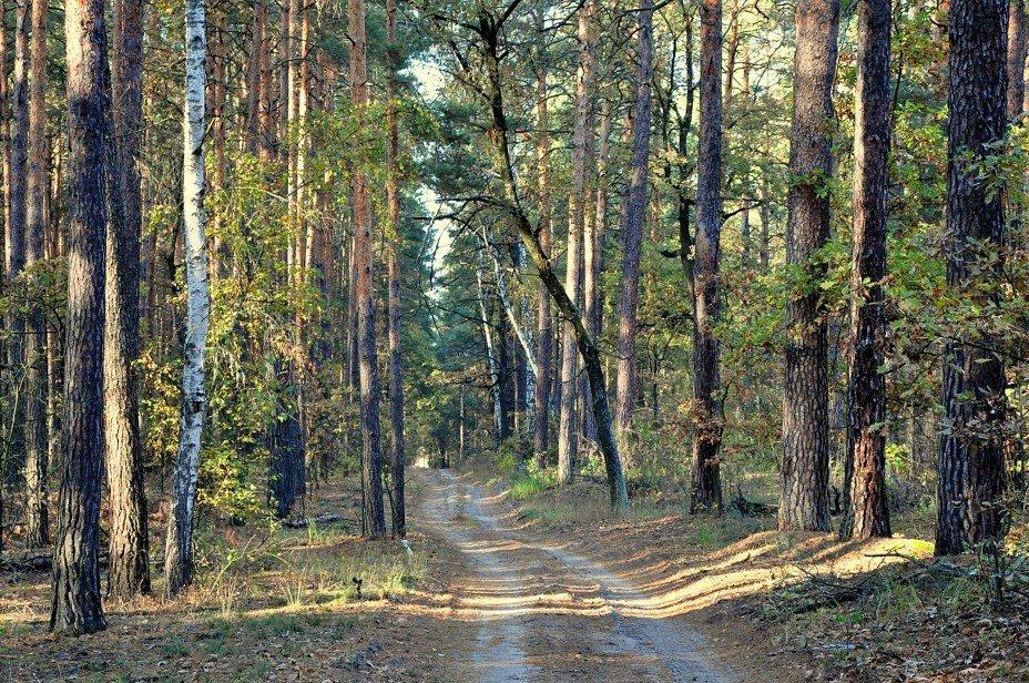 Держлісагентство зменшило обсяги заготівлі деревини