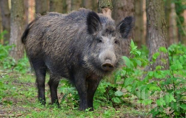 На Закарпатті проведуть депопуляцію диких кабанів 