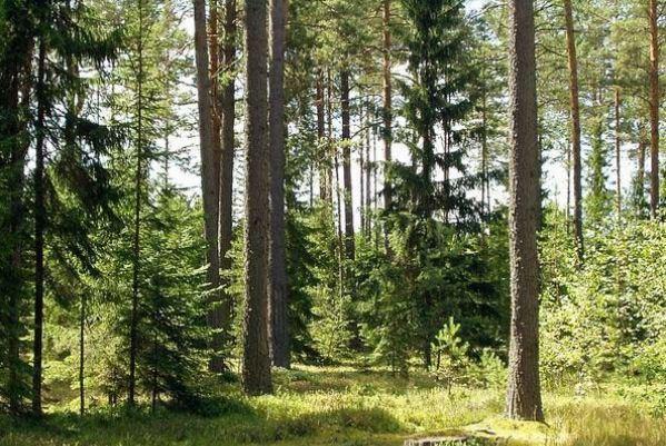 ГПУ продовжує забезпечувати повернення у власність земель лісового фонду, які вибули з володіння держави поза волею власника