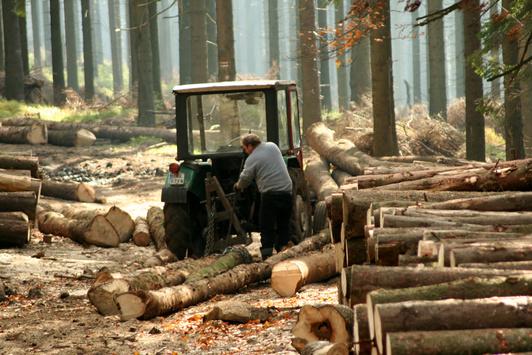 Державні лісгоспи хочуть ліквідувати