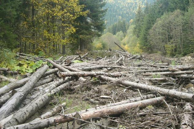 Держлісагентство не використало 25 млн грн усупереч гучним заявам про недофінансування