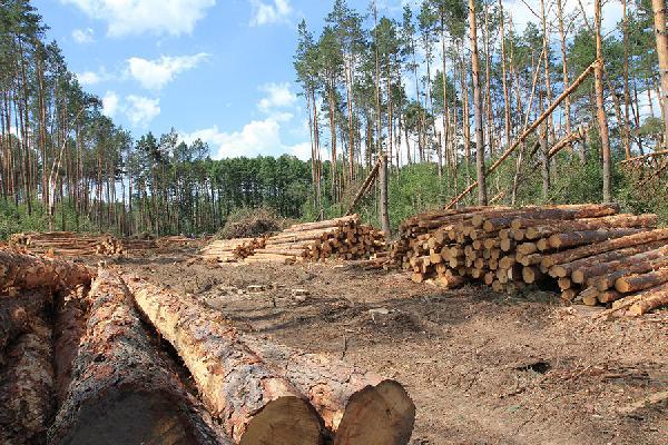 Урядом прийняті важливі рішення щодо розвитку лісопереробної галузі