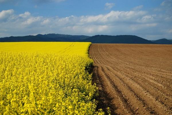 Аграрії закликали Кабмін прискорити процес передачі права розпорядження землями ОТГ