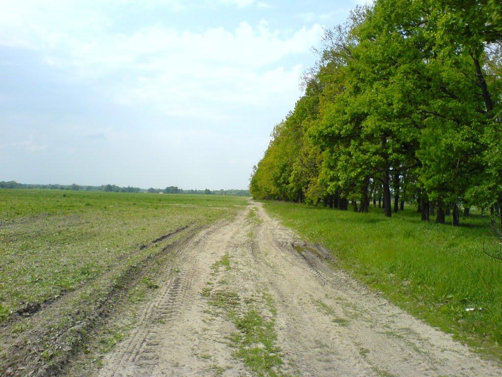 Закон про консолідацію земель допоможе зберегти лісосмуги