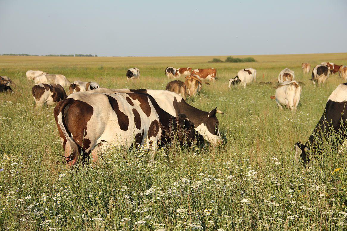 USAID відшкодує кооперативу на Черкащині 50% вартості устаткування для відгодівлі ВРХ 