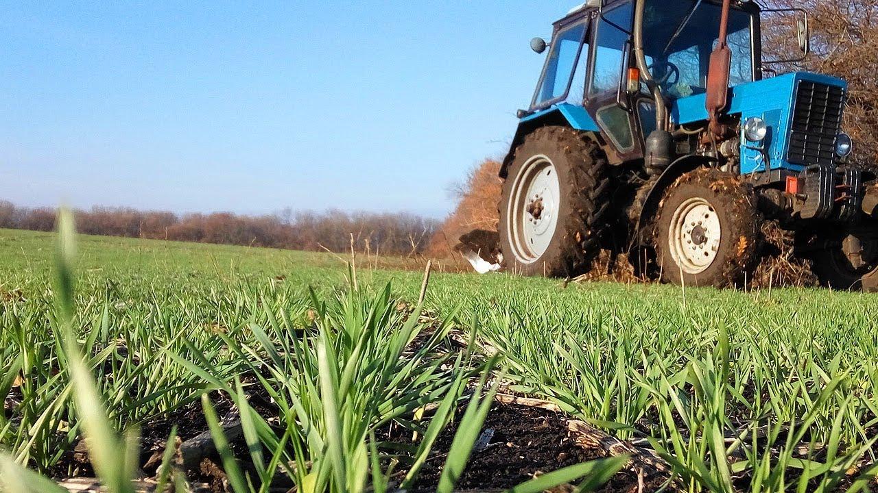 Аграрії посіяли 98% озимих зернових