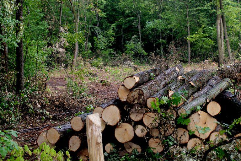 У березня Держлісагентство запустить пілотний проект електронного реєстру лісорубних квитків