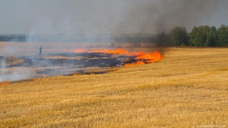 Через пожежі Україна щодня втрачає десятки гектарів зернових