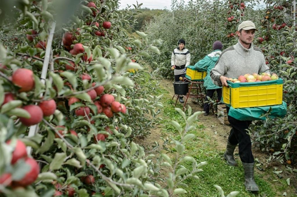 У Польщі працює майже 1 млн трудових мігрантів з України