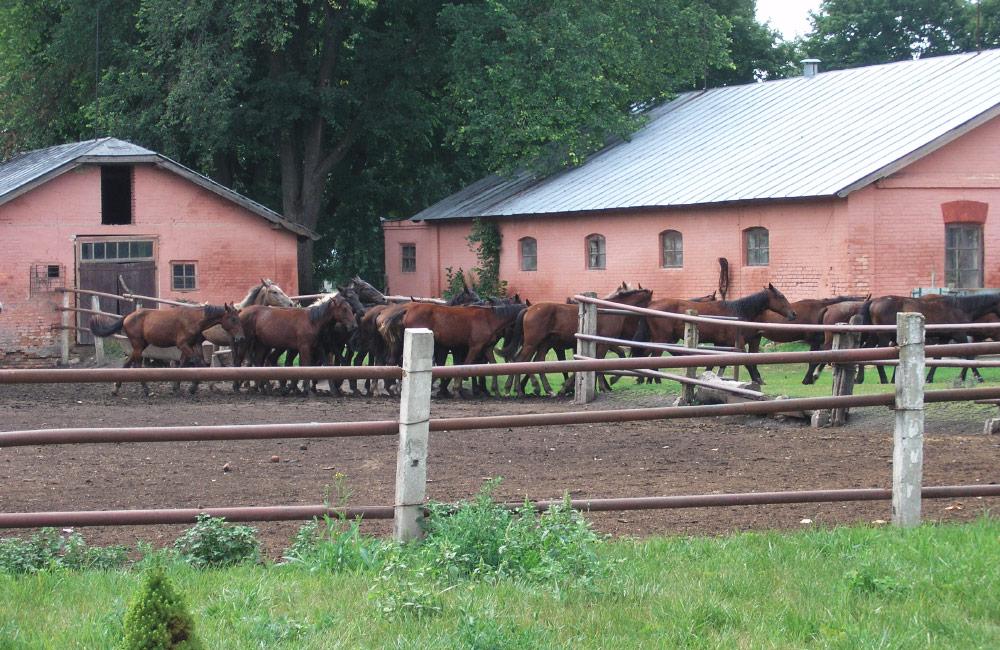 Кінний завод