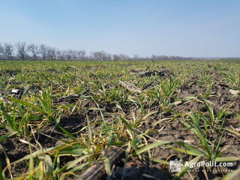 Названо регіони, в яких очікується найгірший врожай озимих